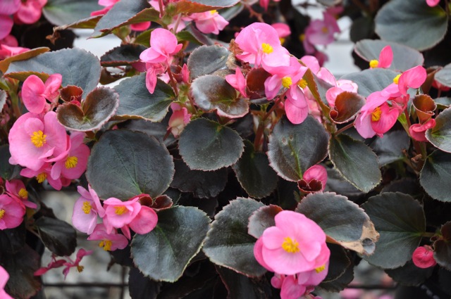 B. ‘Bada Boom Rose’